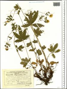 Potentilla chrysantha, Siberia, Central Siberia (S3) (Russia)