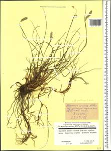 Alopecurus ponticus K.Koch, Caucasus, North Ossetia, Ingushetia & Chechnya (K1c) (Russia)