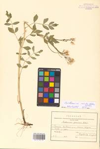 Cardamine yezoensis Maxim., Siberia, Russian Far East (S6) (Russia)