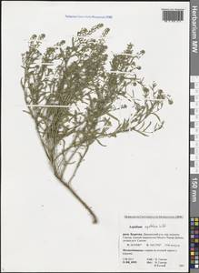 Lepidium apetalum Willd., Siberia, Baikal & Transbaikal region (S4) (Russia)