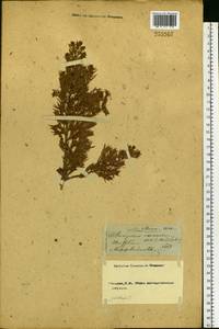 Juniperus communis L., Eastern Europe, Moscow region (E4a) (Russia)