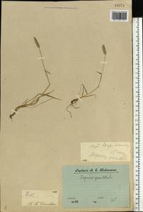 Alopecurus geniculatus L., Eastern Europe, Central forest region (E5) (Russia)