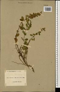 Teucrium chamaedrys L., Caucasus, Azerbaijan (K6) (Azerbaijan)