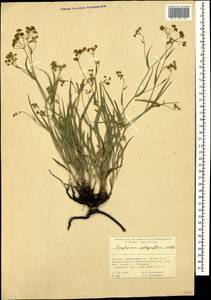 Bupleurum polyphyllum Ledeb., Caucasus, Georgia (K4) (Georgia)
