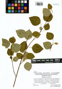 Populus tremula L., Siberia, Baikal & Transbaikal region (S4) (Russia)