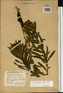Euphorbia semivillosa (Prokh.) Krylov, Eastern Europe, Middle Volga region (E8) (Russia)