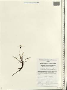 Taraxacum leucoglossum Brenner, Eastern Europe, Northern region (E1) (Russia)