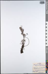 Utricularia vulgaris L., Eastern Europe, Central region (E4) (Russia)