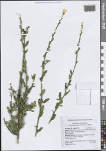 Chrysojasminum fruticans (L.) Banfi, Western Europe (EUR) (Spain)