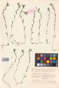 MHA 0 153 516, Buglossoides arvensis (L.) I.M.Johnst., Eastern Europe, Western region (E3) (Russia)