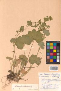 Alchemilla hebescens Juz., Siberia, Russian Far East (S6) (Russia)