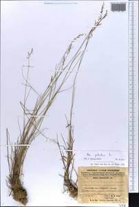 Poa palustris L., Eastern Europe, Northern region (E1) (Russia)