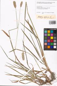 Alopecurus pratensis L., Siberia, Western Siberia (S1) (Russia)