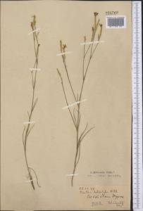 Dianthus leptopetalus Willd., Middle Asia, Northern & Central Kazakhstan (M10) (Kazakhstan)