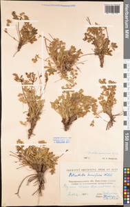 Potentilla humifusa Willd. ex D. F. K. Schltdl., Eastern Europe, North Ukrainian region (E11) (Ukraine)