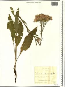 Saussurea amara (L.) DC., Siberia, Western Siberia (S1) (Russia)