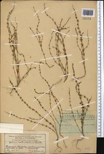 Galium verticillatum Danthoine ex Lam., Middle Asia, Western Tian Shan & Karatau (M3) (Kyrgyzstan)