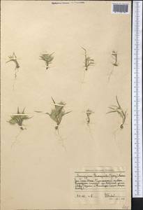 Eremopyrum bonaepartis (Spreng.) Nevski, Middle Asia, Western Tian Shan & Karatau (M3) (Uzbekistan)