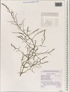 Asparagus horridus L., South Asia, South Asia (Asia outside ex-Soviet states and Mongolia) (ASIA) (Israel)