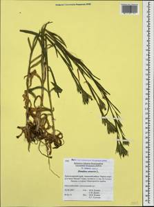 Dianthus armeria L., Caucasus, Krasnodar Krai & Adygea (K1a) (Russia)