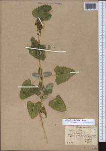 Atriplex flabellum Bunge ex Boiss., Middle Asia, Karakum (M6) (Turkmenistan)