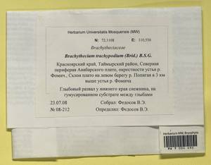 Brachytheciastrum trachypodium (Brid.) Ignatov & Huttunen, Bryophytes, Bryophytes - Krasnoyarsk Krai, Tyva & Khakassia (B17) (Russia)