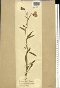 Campanula persicifolia L., Eastern Europe (no precise locality) (E0) (Not classified)