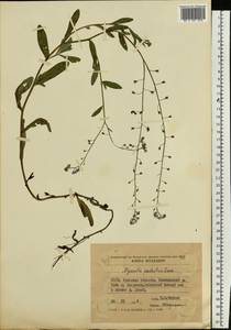 Myosotis scorpioides L., Eastern Europe, South Ukrainian region (E12) (Ukraine)