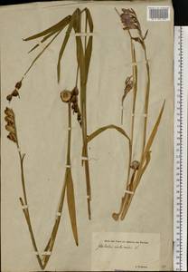 Gladiolus imbricatus L., Eastern Europe, Estonia (E2c) (Estonia)