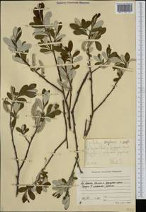 Salix krylovii E.L.Wolf, Siberia, Yakutia (S5) (Russia)