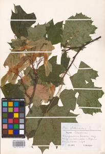 Acer platanoides L., Eastern Europe, Lithuania (E2a) (Lithuania)