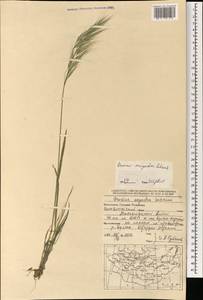 Bromus oxyodon Schrenk, Mongolia (MONG) (Mongolia)