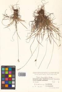 Carex leucochlora Bunge, Siberia, Russian Far East (S6) (Russia)