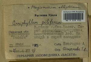 Cirriphyllum piliferum (Hedw.) Grout, Bryophytes, Bryophytes - Permsky Krai, Udmurt Republic, Sverdlovsk & Kirov Oblasts (B8) (Russia)