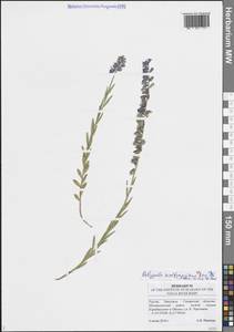 Polygala comosa subsp. comosa, Eastern Europe, Middle Volga region (E8) (Russia)