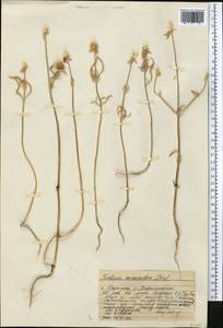 Lomelosia micrantha (Desf.) Greuter & Burdet, Middle Asia, Western Tian Shan & Karatau (M3) (Kazakhstan)
