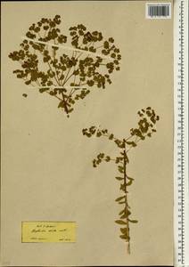 Euphorbia stricta L., South Asia, South Asia (Asia outside ex-Soviet states and Mongolia) (ASIA) (Turkey)