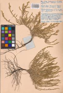 Halocnemum strobilaceum (Pall.) M. Bieb., Middle Asia, Caspian Ustyurt & Northern Aralia (M8) (Kazakhstan)