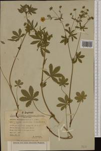 Potentilla thuringiaca Bernh. ex Link, Western Europe (EUR) (Germany)