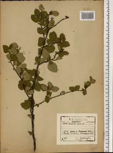 Betula humilis Schrank, Eastern Europe, Moscow region (E4a) (Russia)