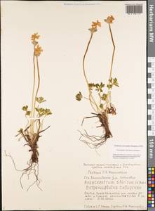 Anemonastrum narcissiflorum subsp. crinitum (Juz.) Raus, Siberia, Yakutia (S5) (Russia)