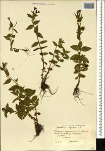 Epilobium algidum M. Bieb., Caucasus, Krasnodar Krai & Adygea (K1a) (Russia)