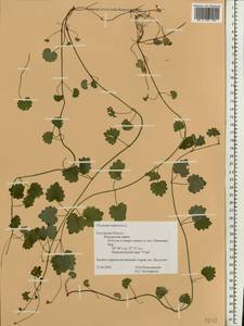 Glechoma hederacea L., Eastern Europe, Central region (E4) (Russia)