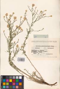 Centaurea pseudoleucolepis Kleopow, Eastern Europe, South Ukrainian region (E12) (Ukraine)