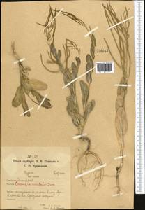Conringia orientalis (L.) Dumort., Middle Asia, Northern & Central Kazakhstan (M10) (Kazakhstan)