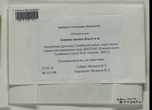 Grimmia anodon Bruch & Schimp., Bryophytes, Bryophytes - North Caucasus & Ciscaucasia (B12) (Russia)