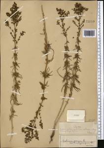 Galium verum subsp. verum, Middle Asia, Muyunkumy, Balkhash & Betpak-Dala (M9) (Kazakhstan)