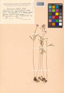 Cardamine trifida (Lam. ex Poir.) B. M. G. Jones, Siberia, Russian Far East (S6) (Russia)