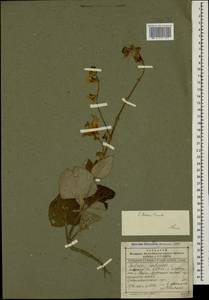 Salvia beckeri Trautv., Caucasus, Dagestan (K2) (Russia)