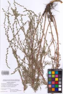 Artemisia campestris L., Eastern Europe, Central region (E4) (Russia)